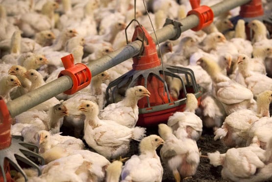 कोरोना से भी खतरनाक वायरस चीन से फैलने का खतरा, साइंटिस्ट ने बताई वजह