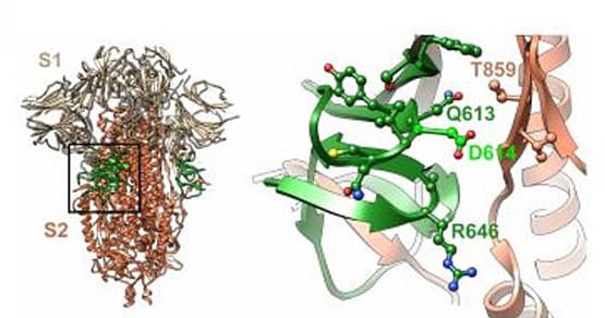 तस्वीर में दिखा- शरीर पर कितने भयावह तरीके से हमला करता है कोरोना
