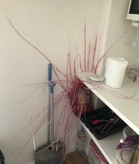 लॉकडाउन में बॉयफ्रेंड के साथ रहने गई महिला, आलुओं ने घर का किया ऐसा हाल