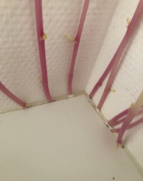 लॉकडाउन में बॉयफ्रेंड के साथ रहने गई महिला, आलुओं ने घर का किया ऐसा हाल