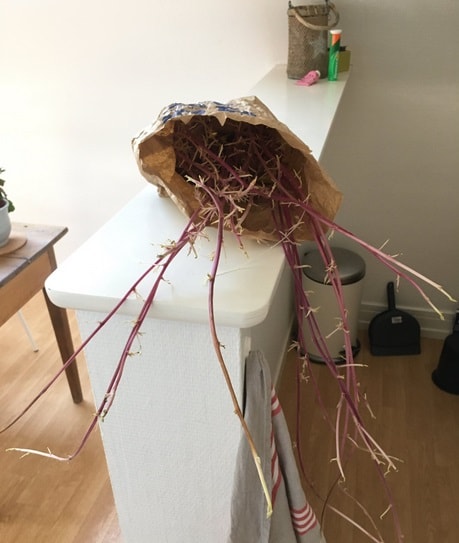 लॉकडाउन में बॉयफ्रेंड के साथ रहने गई महिला, आलुओं ने घर का किया ऐसा हाल