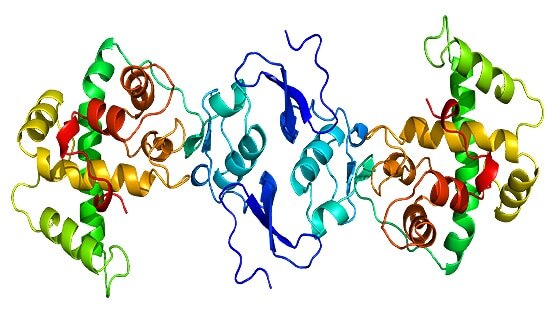 वैज्ञानिकों ने खोजा जवान रहने का राज, मानव शरीर में ही छिपा है ये फॉर्मूला