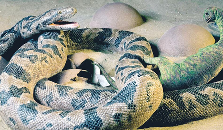 पाइप से मादा अजगर के साथ निकले 28 अंडे, देखकर अफसर भी रह गए हैरान