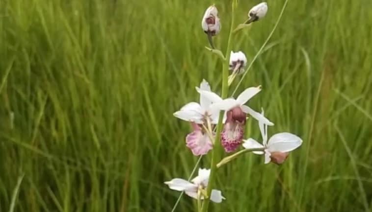 दुधवा टाइगर रिजर्व में 118 साल के बाद दिखा ये दुर्लभ फूल, खुशी की लहर