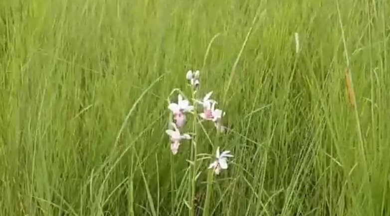 दुधवा टाइगर रिजर्व में 118 साल के बाद दिखा ये दुर्लभ फूल, खुशी की लहर