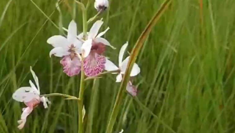 दुधवा टाइगर रिजर्व में 118 साल के बाद दिखा ये दुर्लभ फूल, खुशी की लहर