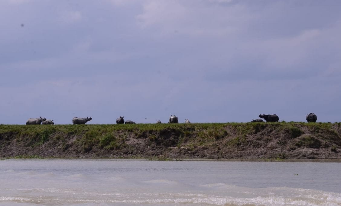 असम में बाढ़ और भूख ने ली 11 गैंडों की जान, काजीरंगा के कई जानवरों की मौत