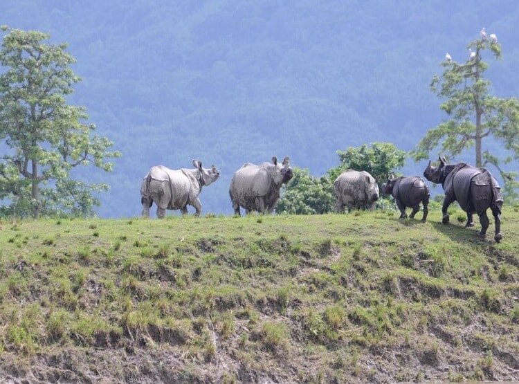 असम में बाढ़ और भूख ने ली 11 गैंडों की जान, काजीरंगा के कई जानवरों की मौत