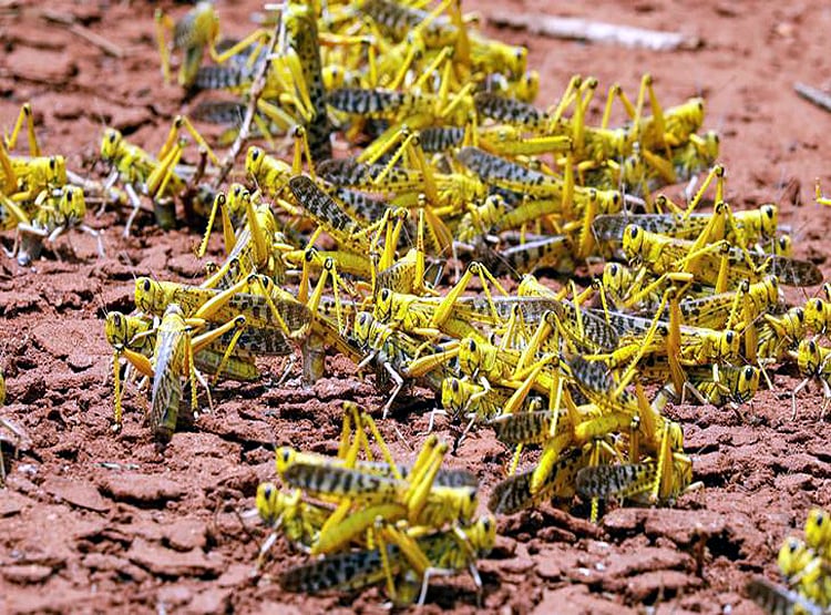 अंतरराष्ट्रीय एजेंसी की चेतावनी- 2 हफ्ते में भारत पर फिर आ सकता है संकट