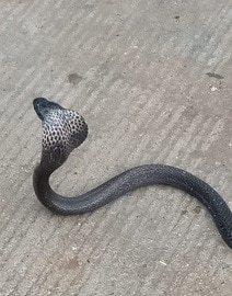 जमीन से अचानक निकले एक दर्जन कोबरा सांप... घर वालों के उड़े होश