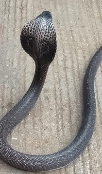 जमीन से अचानक निकले एक दर्जन कोबरा सांप... घर वालों के उड़े होश