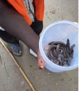 जमीन से अचानक निकले एक दर्जन कोबरा सांप... घर वालों के उड़े होश