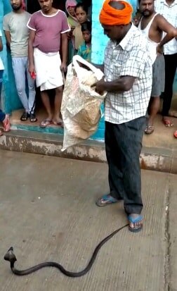 जमीन से अचानक निकले एक दर्जन कोबरा सांप... घर वालों के उड़े होश