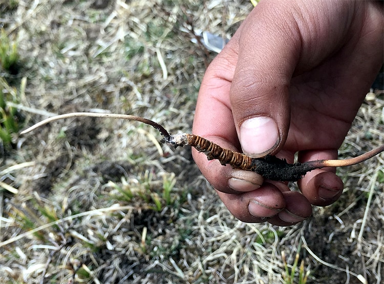 20 लाख रु. KG बिकता है ये कीड़ा, चीन की वजह से चौपट हुआ कारोबार