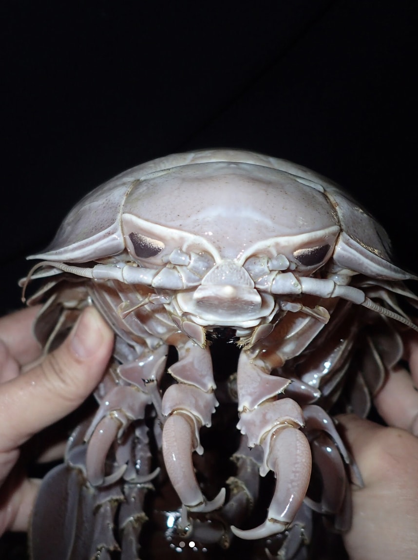 हिंद महासागर में मिला 14 पैर वाला कॉक्रोच, आकार देख हो जाएंगे हैरान