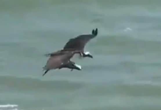 शार्क को पंजे में दबोचकर उड़ गया विशालकाय पक्षी, वीडियो वायरल