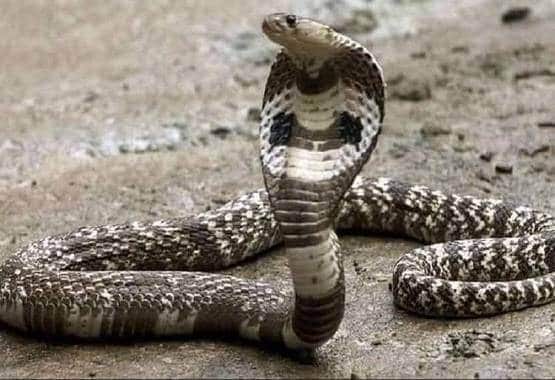 MP: इस गांव में सांप को लेकर ऐसी मान्यता, लोग नहीं बनाते पक्के मकान