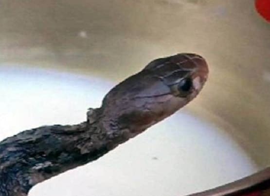 MP: इस गांव में सांप को लेकर ऐसी मान्यता, लोग नहीं बनाते पक्के मकान