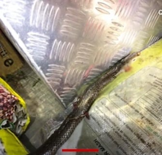 कार चला रहा था युवक और ब्रेक के पास बैठे सांप ने डस लिया....फिर