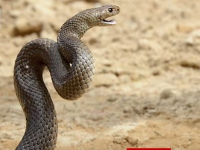 कार चला रहा था युवक और ब्रेक के पास बैठे सांप ने डस लिया....फिर