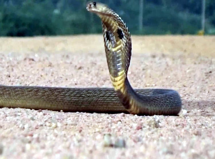 जींस में घुसकर बैठा रहा जहरीला सांप, खंभा पकड़कर 7 घंटे खड़ा रहा युवक