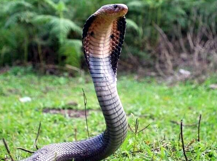 जींस में घुसकर बैठा रहा जहरीला सांप, खंभा पकड़कर 7 घंटे खड़ा रहा युवक