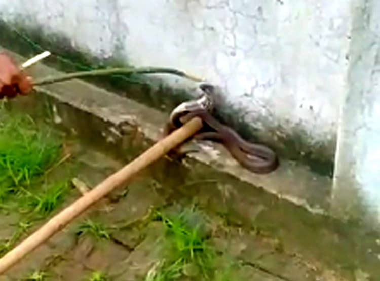 जींस में घुसकर बैठा रहा जहरीला सांप, खंभा पकड़कर 7 घंटे खड़ा रहा युवक