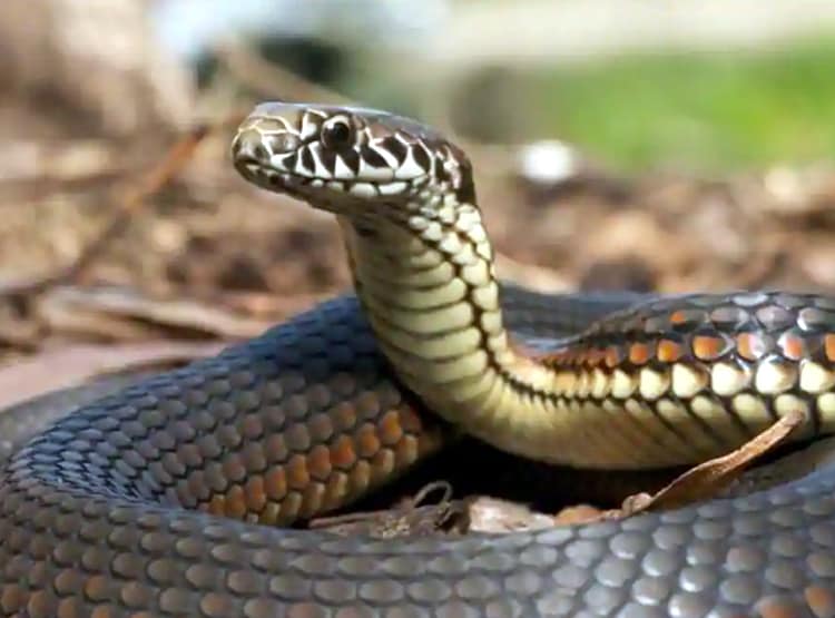 जींस में घुसकर बैठा रहा जहरीला सांप, खंभा पकड़कर 7 घंटे खड़ा रहा युवक