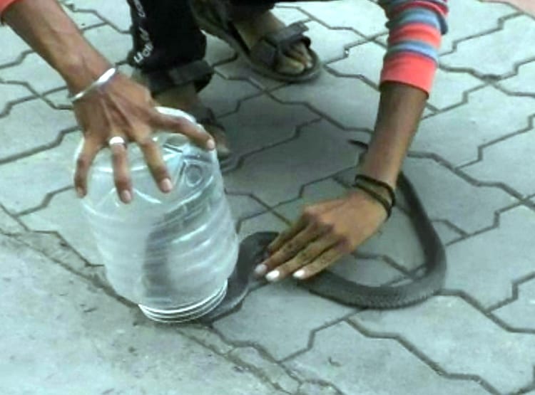 बोतल में नहीं मिला पेट्रोल, पंप मालकिन के केबिन में छोड़ा कोबरा सांप