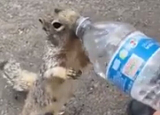 बोतल देखकर प्यासी गिलहरी ने हाथ उठाकर मांगा पानी, वीडियो वायरल