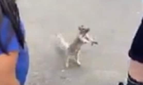 बोतल देखकर प्यासी गिलहरी ने हाथ उठाकर मांगा पानी, वीडियो वायरल