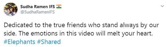 आपस में 'लड़' रहे हाथी के दो बच्चे, वीडियो देख लोगों को याद आई दोस्ती