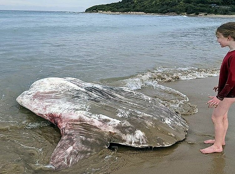 ऑस्ट्रेलिया के तट पर मिला एलियन जैसा जीव, देखकर हो जाएंगे हैरान