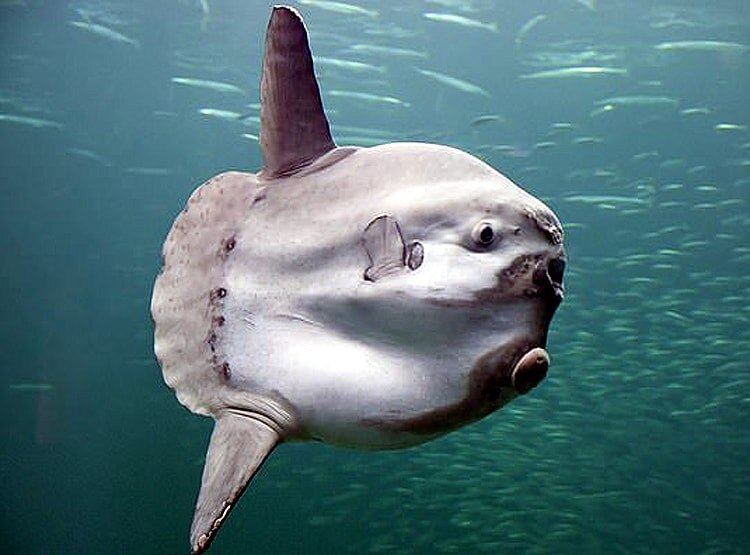 ऑस्ट्रेलिया के तट पर मिला एलियन जैसा जीव, देखकर हो जाएंगे हैरान