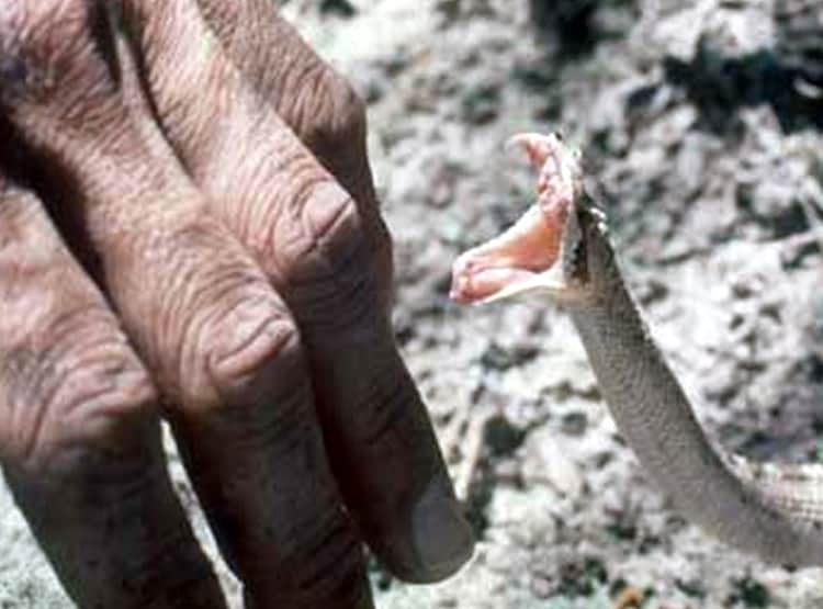 सांप के काटने पर घंटों चला झाड़-फूंक का ड्रामा, मंत्र पढ़ते ही अजीब हरकत