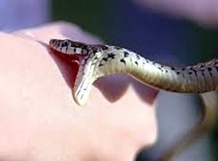 सांप के काटने पर घंटों चला झाड़-फूंक का ड्रामा, मंत्र पढ़ते ही अजीब हरकत