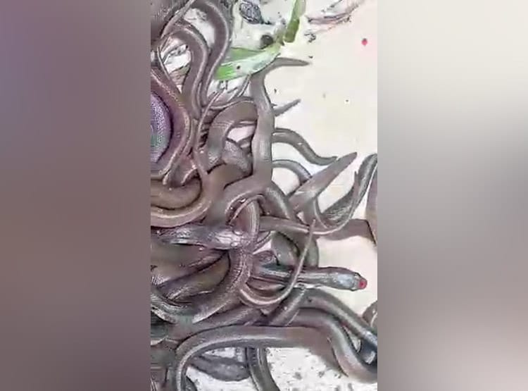 सावन में द‍िखे सांप के 100 बच्चे, पतीले में रख लोग करने लगे पूजा