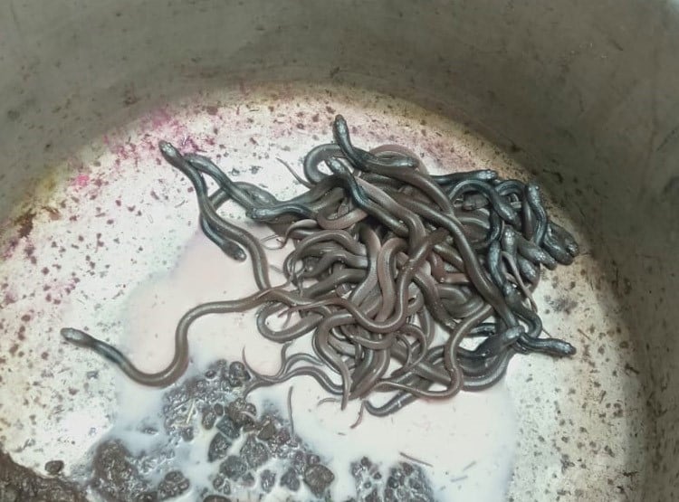 सावन में द‍िखे सांप के 100 बच्चे, पतीले में रख लोग करने लगे पूजा