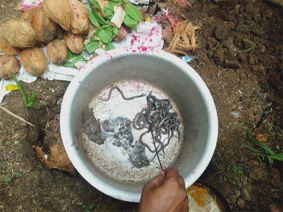 सावन में द‍िखे सांप के 100 बच्चे, पतीले में रख लोग करने लगे पूजा