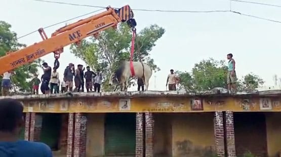 लड़ते-लड़ते छत पर चढ़ा सांड, 10 घंटे बाद क्रेन से किया रेस्क्यू