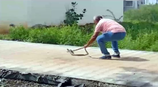 कार के बोनट में घुस गया ब्लैक कोबरा, इंजन से जा लिपटा