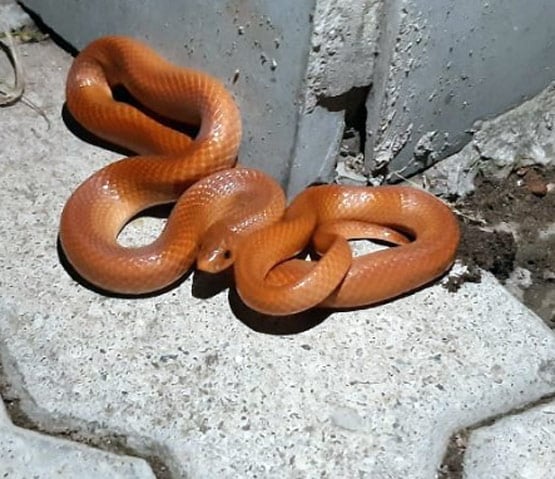 82 साल बाद इस जंगल में दिखा ये अनोखा सांप, खुकरी जैसे हैं इसके दांत