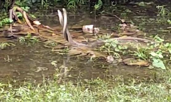 पानी में खेलता नजर आया सांप का जोड़ा, ऐसा नजारा देख लोग हैरान