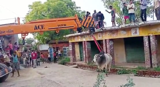 लड़ते-लड़ते छत पर चढ़ा सांड, 10 घंटे बाद क्रेन से किया रेस्क्यू