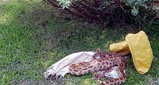 बकरी का बच्चा निगल गया 7 फीट लंबा अजगर, गांव में दहशत