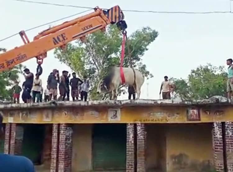 लड़ते-लड़ते छत पर चढ़ा सांड, 10 घंटे बाद क्रेन से किया रेस्क्यू