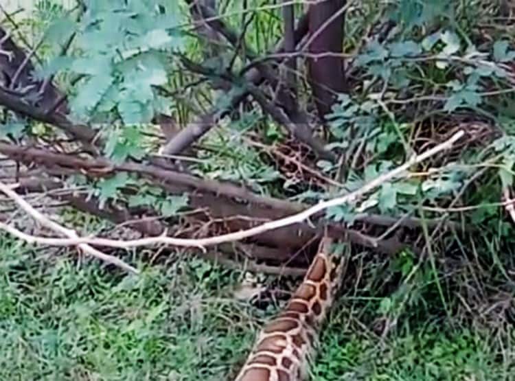 बकरी का बच्चा निगल गया 7 फीट लंबा अजगर, गांव में दहशत