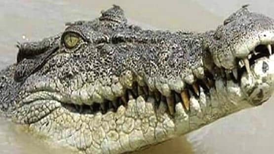 नदी किनारे बैठा था युवक, अचानक झपट्टा मार पानी में ले गया मगरमच्छ