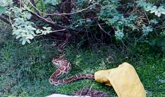 बकरी का बच्चा निगल गया 7 फीट लंबा अजगर, गांव में दहशत
