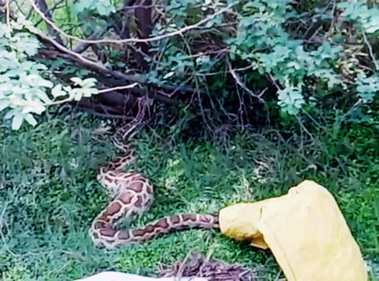 बकरी का बच्चा निगल गया 7 फीट लंबा अजगर, गांव में दहशत